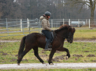 IPZV Abzeichenlehrgang / Allgem. Reitlehrgang