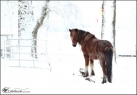 Winter 2014 / 2015