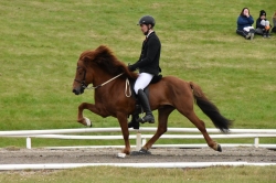 Reitlehrgang mit Asmundur Ernir Snorrason