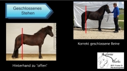 Mellys Video Reitschule