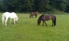 Neuer Stutenpaddock
