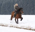Verkaufspferd - Yrsa