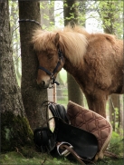 Bilder vom Wanderitt 